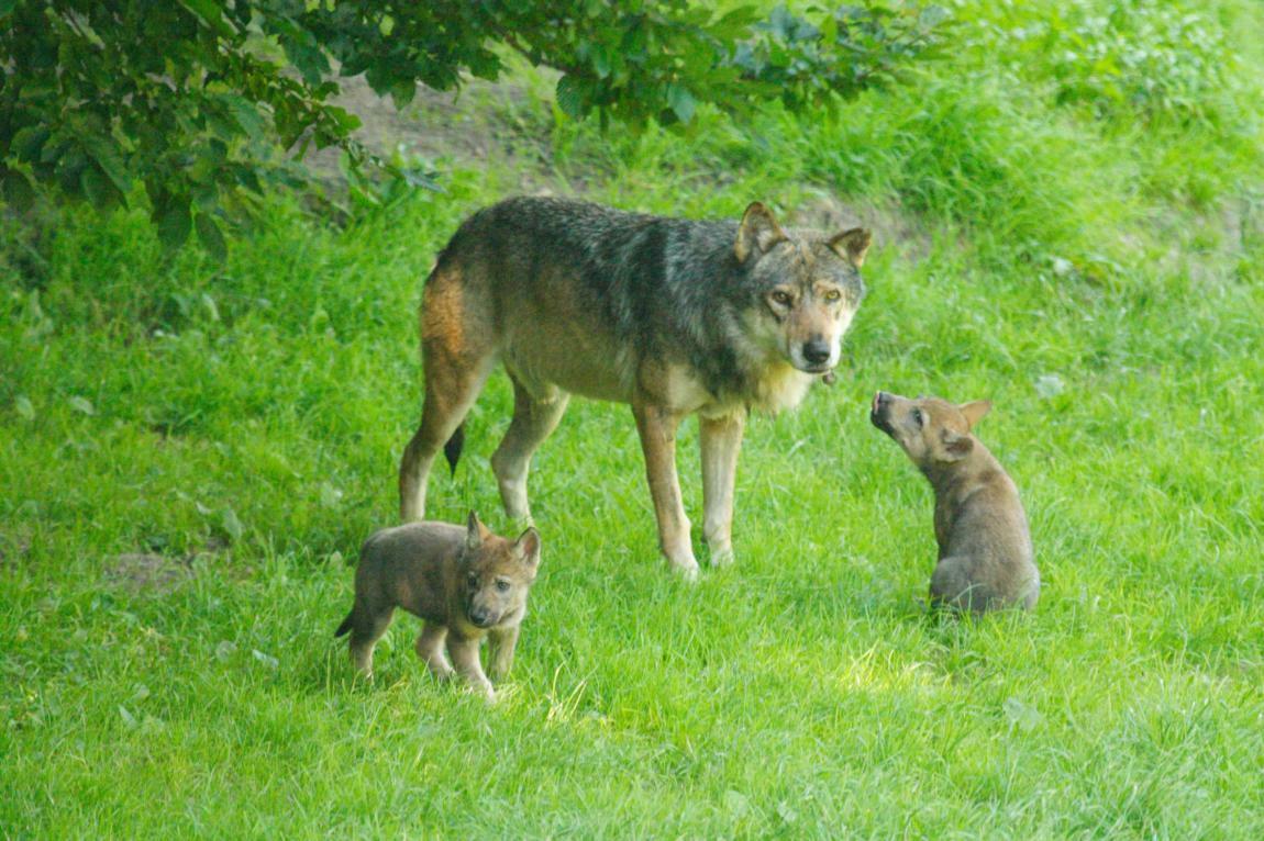 Copyright Parc de Courzieu