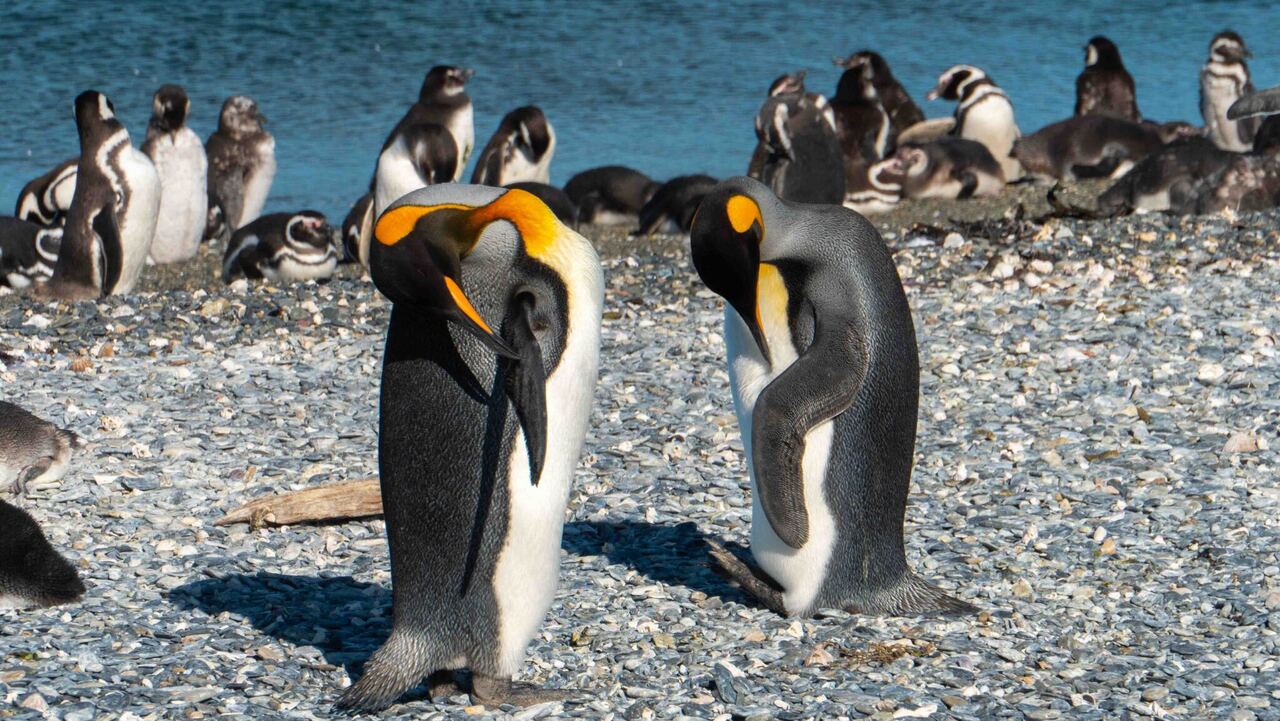 Copyright Henry Bizot