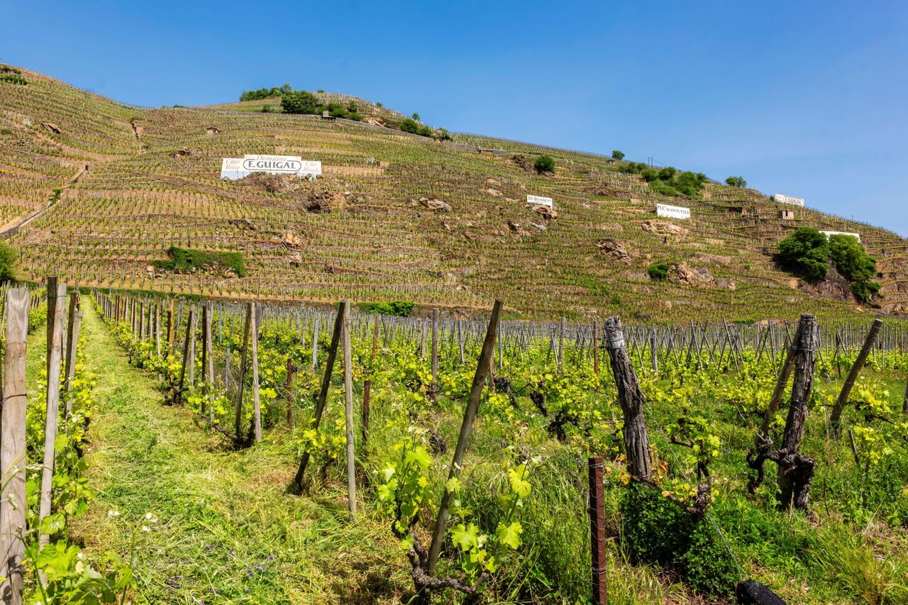 Copyright Brunsky Photography