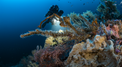 Copyright Laurent Ballesta