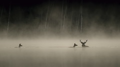 Copyright Vincent Munier