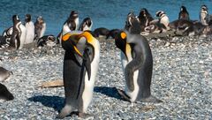 Copyright Henry Bizot