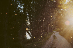 Copyright Letizia Le Fur