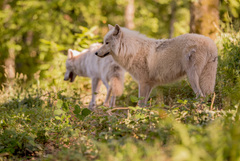 Copyright Parc de Courzieu