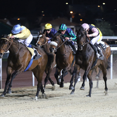 Course de plat en Nocturne