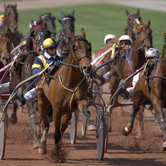 Course de trotteurs