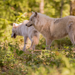 Colline aux loups blancs