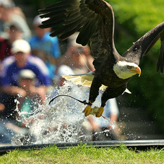 Grand vol des rapaces 