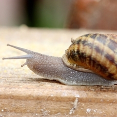 Présentation des escargots