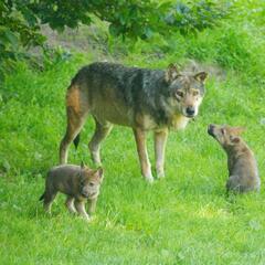 Le repas des loups gris