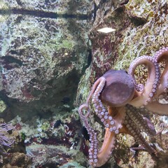 Aquarium de Lyon