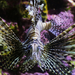 Aquarium de Lyon