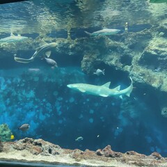 Aquarium de Lyon