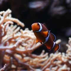 Aquarium de Lyon