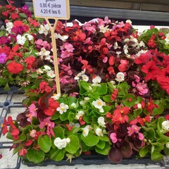 Marché Place Carnot