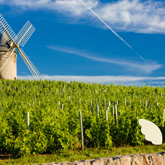 vigne beaujolais