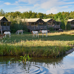 Les Lodges du PAL