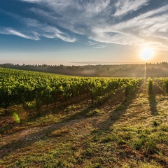 Vignes