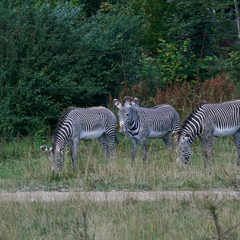 Le PAL Savana RESERVE