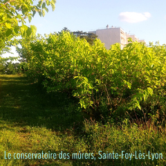 Conservatoire