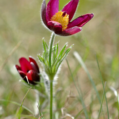 anemone_pulsatille_pourpre.jpg