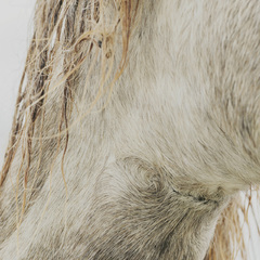 Cavalières_Lyon 2ème