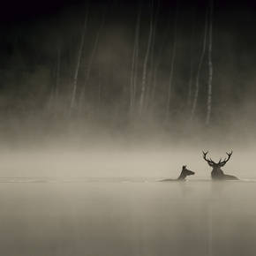 Copyright Vincent Munier