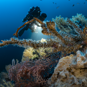 Copyright Laurent Ballesta