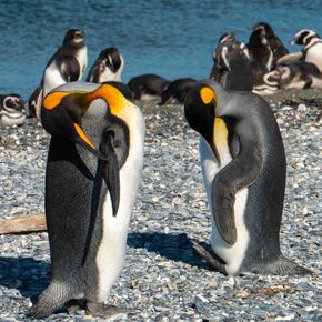 Copyright Henry Bizot