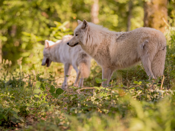 Copyright Parc de Courzieu