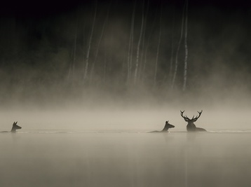 Copyright Vincent Munier