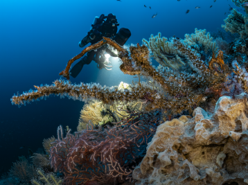 Copyright Laurent Ballesta