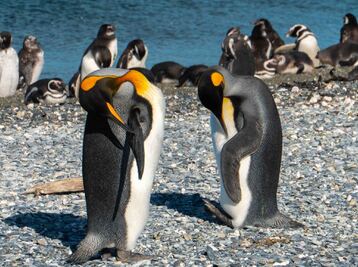 Copyright Henry Bizot