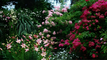 Les Roses anciennes de la bonne maison