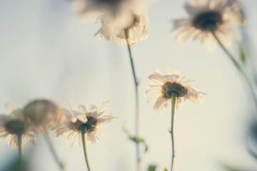 La Fleur qui me ressemble_Irigny
