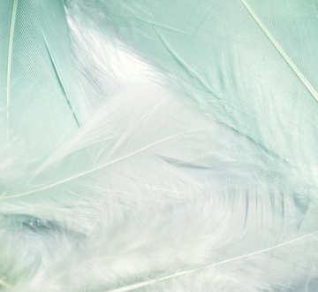 Petite Plume_Lyon 2ème